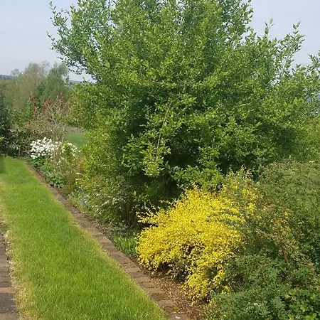 Wald Und Wiese