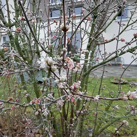 Apartamento Wald Und Wiese *