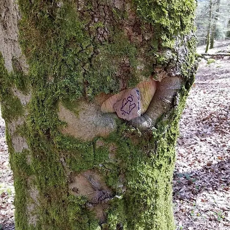 Wald Und Wiese * Roth
